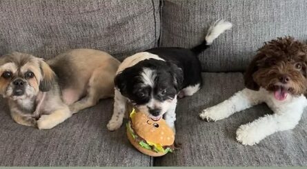 {{brizy_dc_image_alt imageSrc=